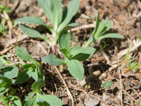 Silene enflé (Silene vulgaris)_9