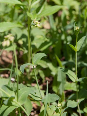 Silene enflé (Silene vulgaris)_11