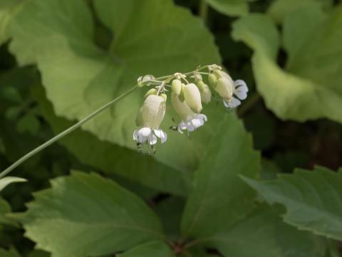 Silene enflé (Silene vulgaris)_14