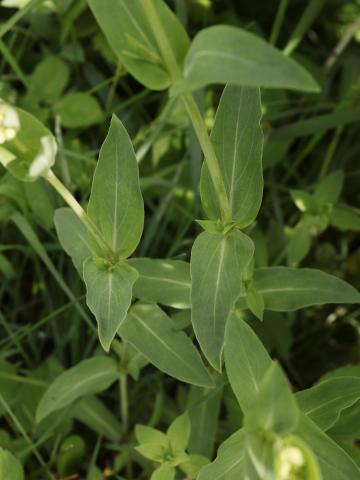 Silene enflé (Silene vulgaris)_18