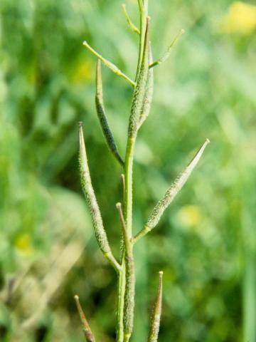 Moutarde champs (Sinapis arvensis)_6