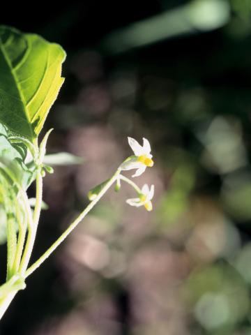 Morelle noire Est (Solanum ptychanthum)_24