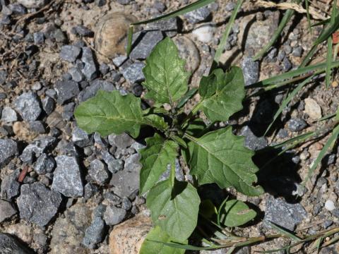 Morelle noire Est (Solanum ptychanthum)_28