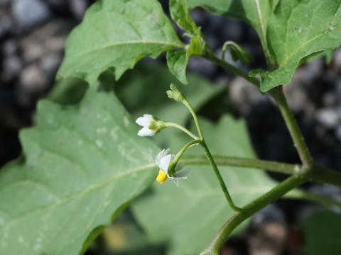 Morelle noire Est (Solanum ptychanthum)_31