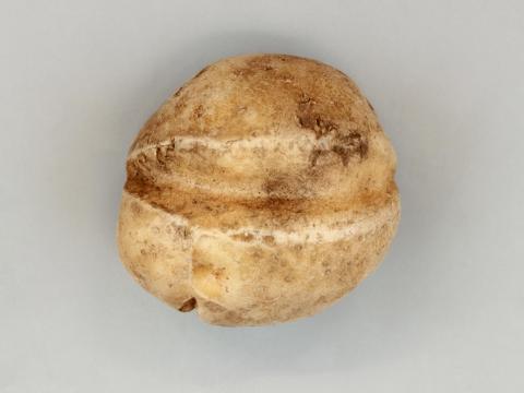 Pomme de terre - thifensulfuron-méthyle (2)_3