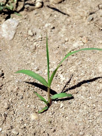 Panic automne (Panicum dichotomiflorum)_3