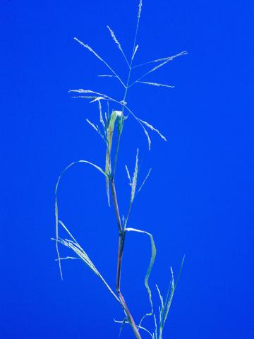 Panic automne (Panicum dichotomiflorum)_5