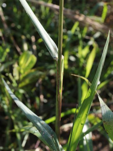 Panic automne (Panicum dichotomiflorum)_10