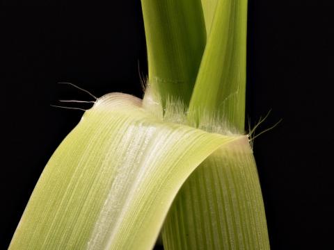 Panic automne (Panicum dichotomiflorum)_12