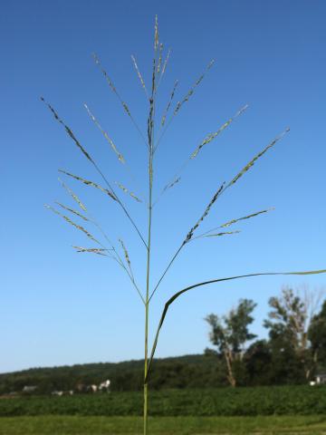 Panic automne (Panicum dichotomiflorum)_13