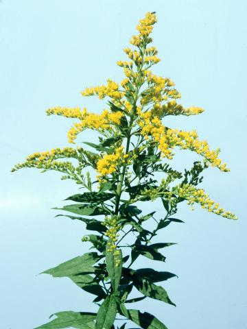 Verge d'or du Canada(Solidago canadensis)_1