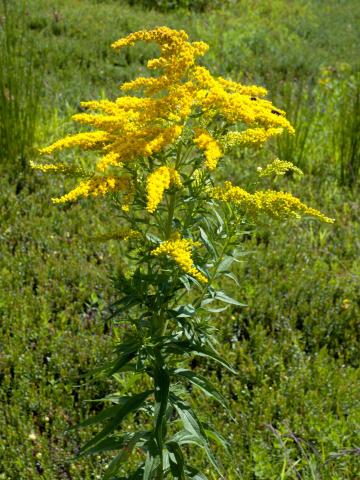 Verge d'or du Canada(Solidago canadensis)_5