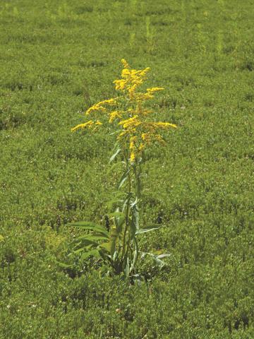 Verge d'or du Canada(Solidago canadensis)_6