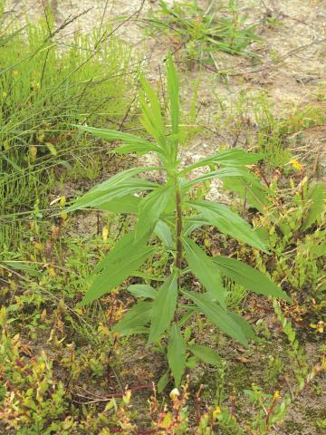 Verge d'or du Canada(Solidago canadensis)_7