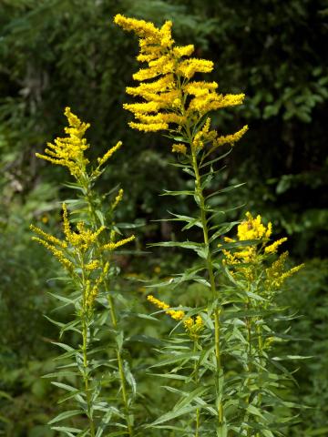 Verge d'or du Canada(Solidago canadensis)_12