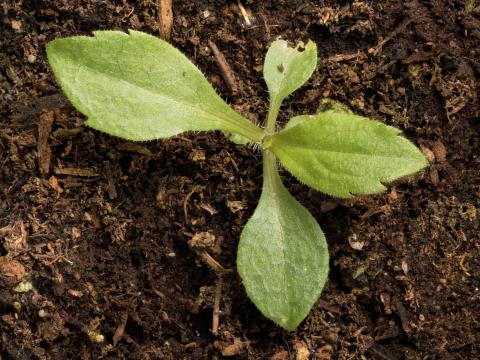 Verge d'or du Canada(Solidago canadensis)_16