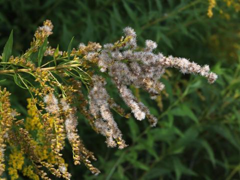 Verge d'or du Canada(Solidago canadensis)_21