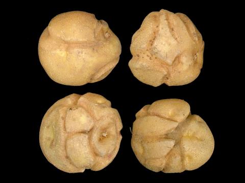 Pomme de terre - thifensulfuron-méthyle (2)_7