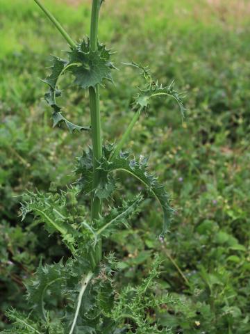 Laiteron rude (Sonchus asper)_13