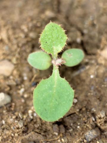 Laiteron potager (Sonchus oleraceus)_1