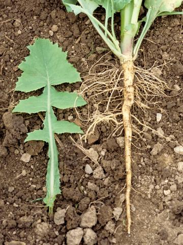 Laiteron potager (Sonchus oleraceus)_4