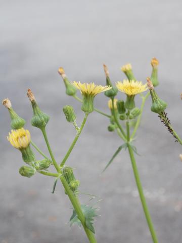 Laiteron potager (Sonchus oleraceus)_8