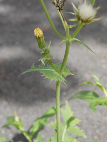 Laiteron potager (Sonchus oleraceus)_9