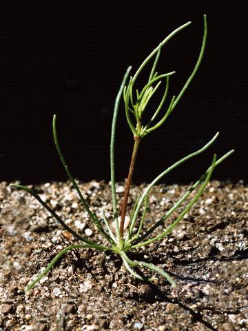 Spargoute des champs(Spergula arvensis)_3