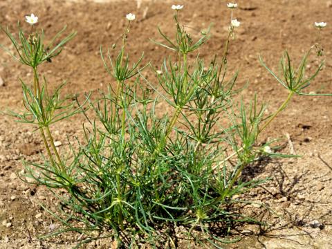 Spargoute des champs(Spergula arvensis)_6