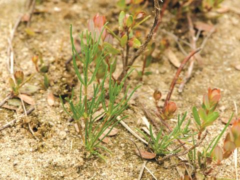 Spargoute des champs(Spergula arvensis)_11