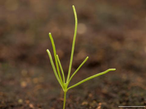 Spargoute des champs(Spergula arvensis)_19