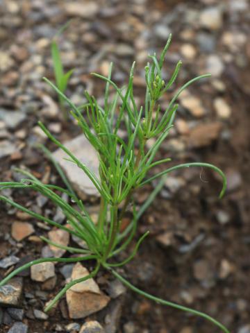 Spargoute des champs(Spergula arvensis)_20