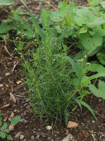 Spargoute des champs(Spergula arvensis)_22