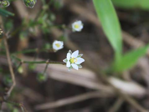 Spargoute des champs(Spergula arvensis)_23