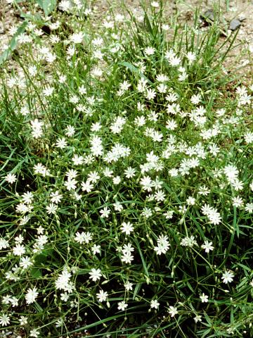 Stellaire à feuilles de graminée(Stellaria graminea)_6