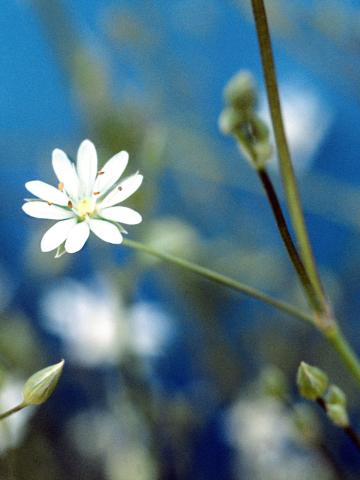 Stellaire à feuilles de graminée(Stellaria graminea)_7