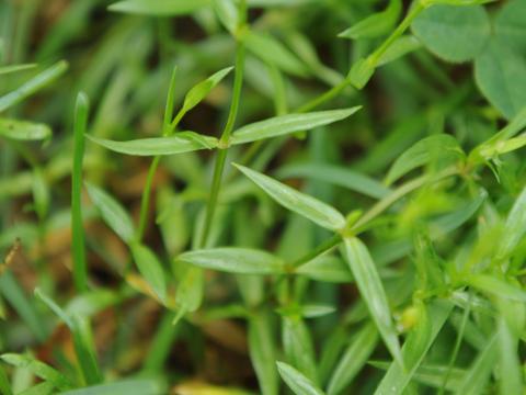 Stellaire à feuilles de graminée(Stellaria graminea)_20