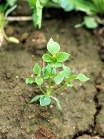 Stellaire moyenne(Stellaria media)_1