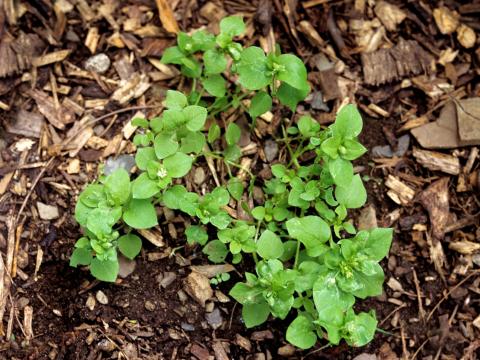 Stellaire moyenne(Stellaria media)_2