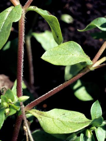 Stellaire moyenne(Stellaria media)_3