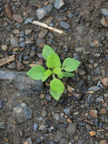 Stellaire moyenne(Stellaria media)_8