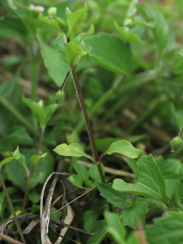 Stellaire moyenne(Stellaria media)_11