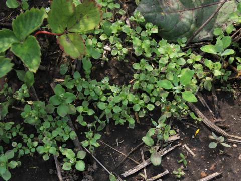 Stellaire moyenne(Stellaria media)_12