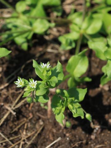 Stellaire moyenne(Stellaria media)_13