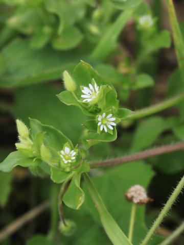 Stellaire moyenne(Stellaria media)_14