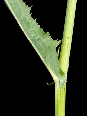 Laiteron champs (Sonchus arvensis)_5