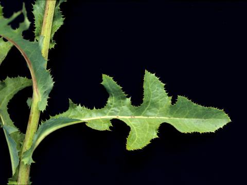 Laiteron champs (Sonchus arvensis)_6