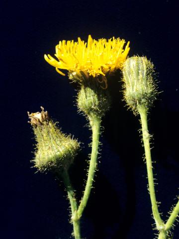 Laiteron champs (Sonchus arvensis)_8