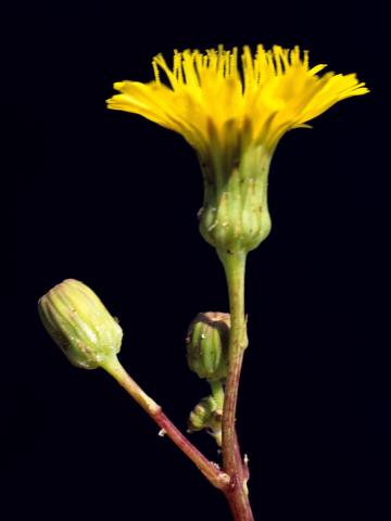 Laiteron champs (Sonchus arvensis)_9