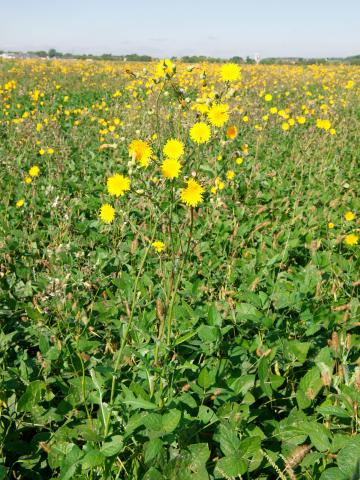 Laiteron champs (Sonchus arvensis)_12